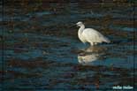 Aigrette garzette